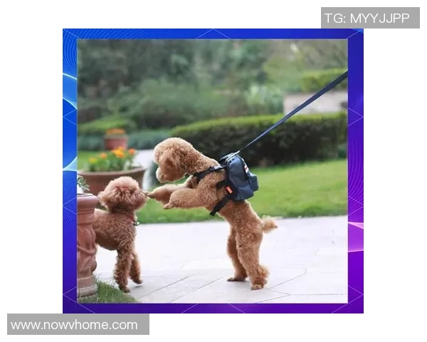 德约科维奇不败之谜揭晓 饮食习惯首次公开揭秘长寿背后秘诀